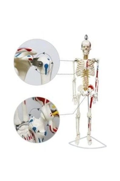 medikaltec Tam İskeletMaketi 85 cm Model 7 ürün görseli