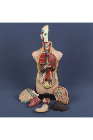 medikaltec İnsan Vücudu Modeli 11 Parça ürün görseli