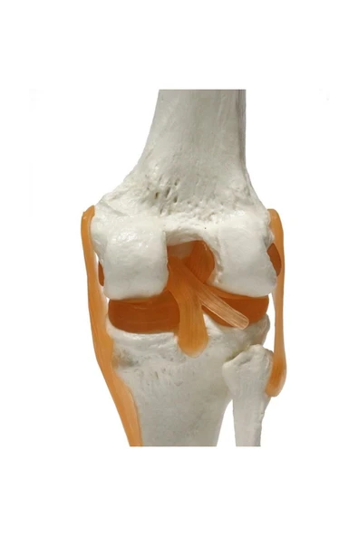 MAXİ Omurga Diz Maketi Model 27 - Resim 3