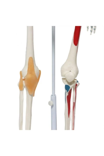 MAXİ Tam Iskelet Maketi 85 Cm Model 9 - Resim 3