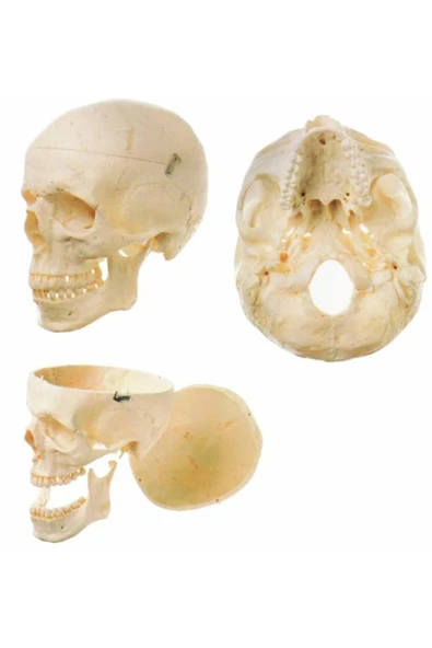 MEDİKALCİM Kafatası Maketi ürün görseli