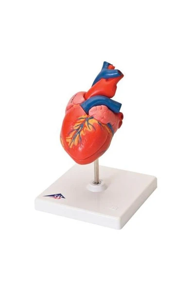 medikaltec Kalp Maketi ürün görseli