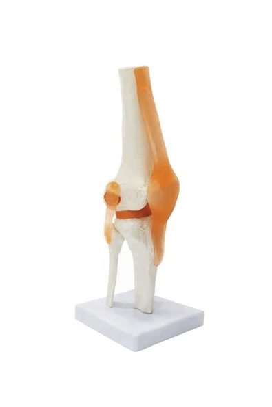 FİZYOMALZEME Diz Maketi Fizik Tedavi ürün görseli