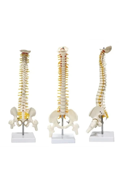 medikaltec Omurga Maketi 45 Cm Model 13 - Resim 2