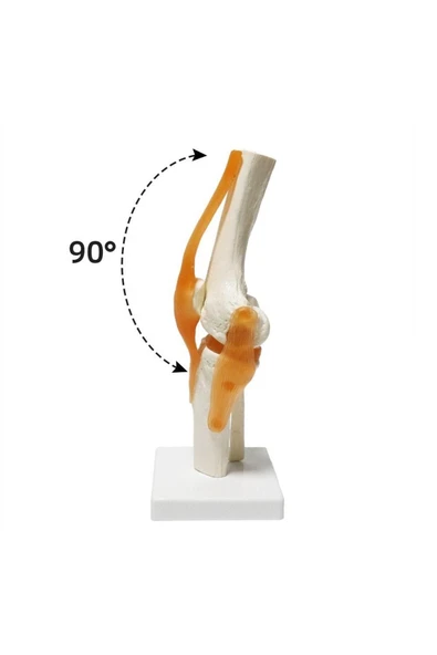 MAXİ Omurga Diz Maketi Model 27 - Resim 2