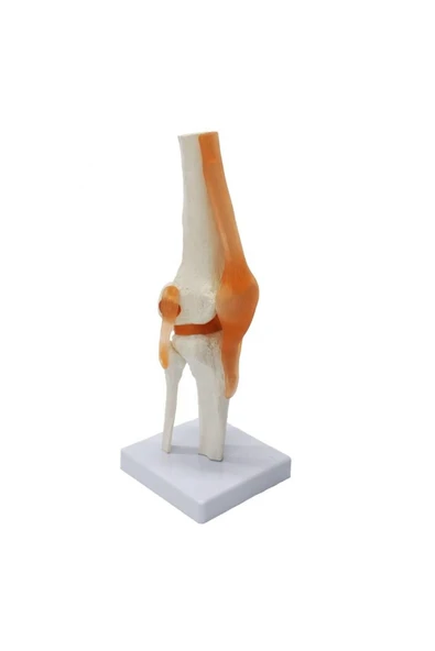 MAXİ Omurga Diz Maketi Model 27 ürün görseli