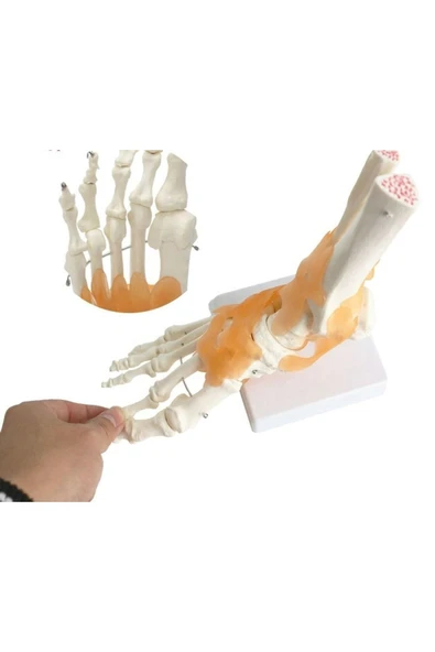 MEDİKALCİM Omurga Ayak Maketi Model 29 - Resim 2