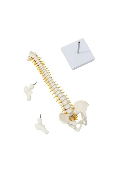 medikaltec Omurga Maketi 45 Cm Model 13 - Resim 3