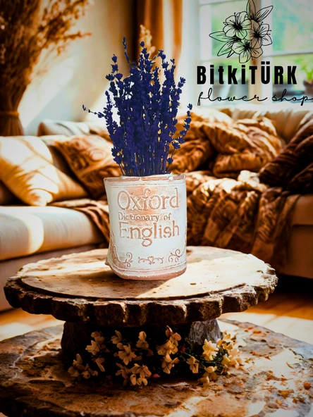 BitkiTÜRK- Kitap beton saksıda lavanta - 4