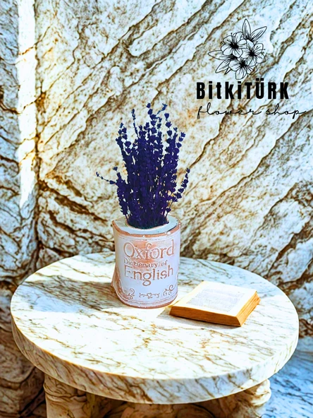 BitkiTÜRK- Kitap beton saksıda lavanta - 1