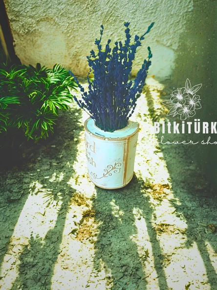 BitkiTÜRK- Kitap beton saksıda lavanta - 3