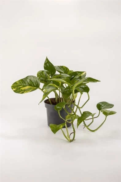 Potos Sarmaşığı Fidanı 10-20 cm ürün görseli