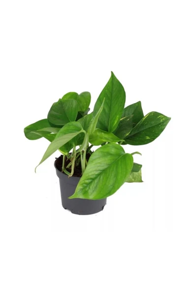 Epipremnum Potos Sarmaşığı Bitkisi Ev Bitkisi Ofis Salon Bitkisi ürün görseli