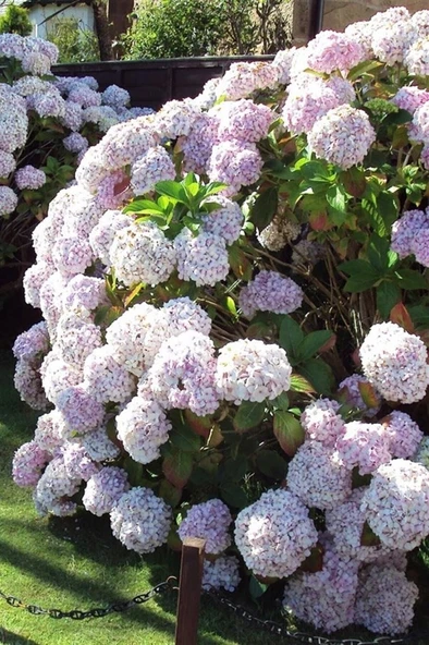 Ortanca Fidanı Fidesi 10-20 cm Beyaz ürün görseli