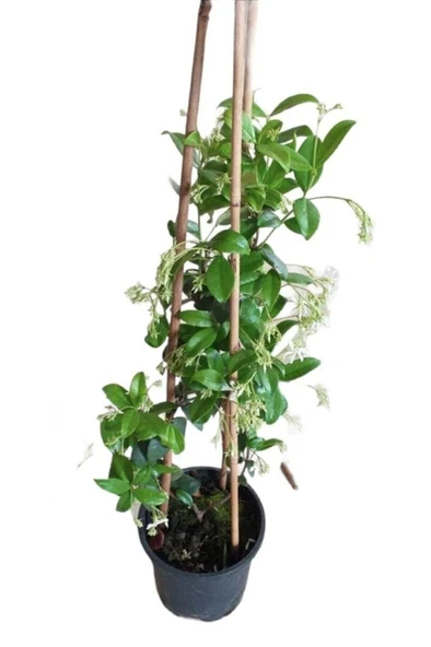 Ful Yasemin Çiçeği Beyaz Kokulu Saksılı 10-20 cm ürün görseli