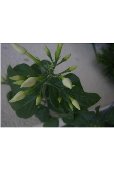 Ful Yasemin Çiçeği Beyaz Kokulu Saksılı 10-20 cm - Resim 4