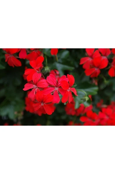 Kırmızı Sakız Sardunya Çiçeği Fidanı 10-20 cm ürün görseli