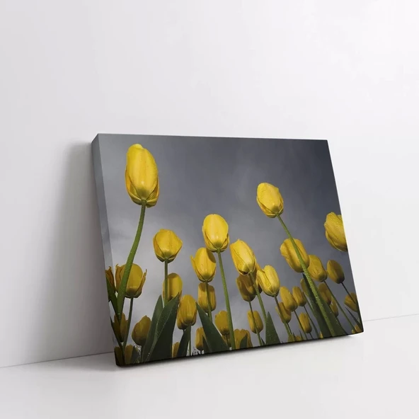 Uzanan Sarı Laleler Kanvas Tablo - Resim 2