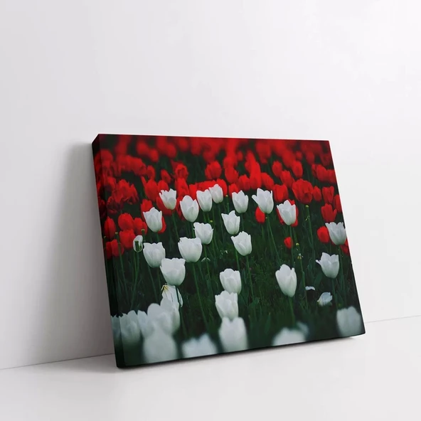 Kırmızı Beyaz Lale Bahçesi Kanvas Tablo - Resim 2