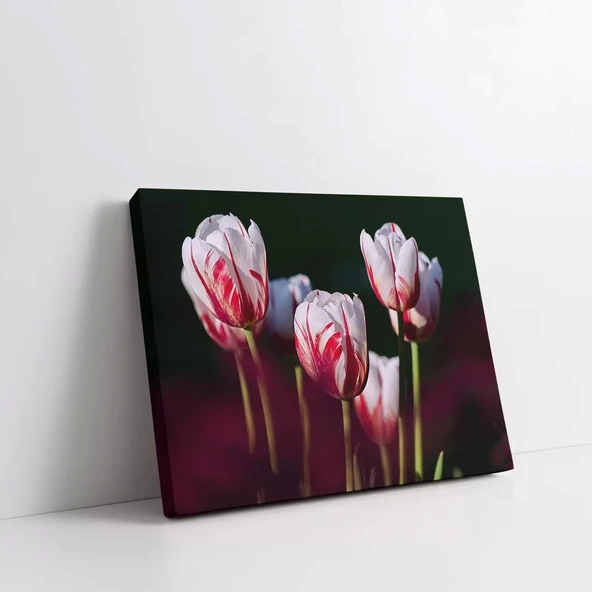 Pembe Lale Kanvas Tablo ürün görseli