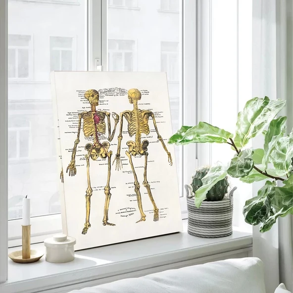 İskelet Anatomisi Kanvas Tablo - Resim 3