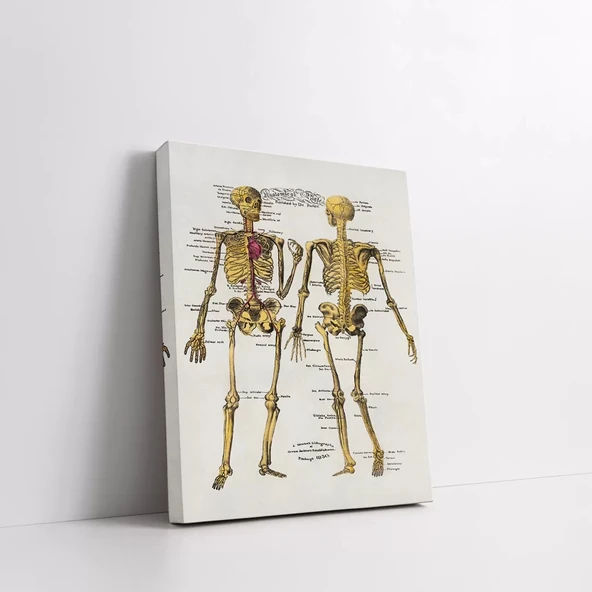 İskelet Anatomisi Kanvas Tablo - Resim 2