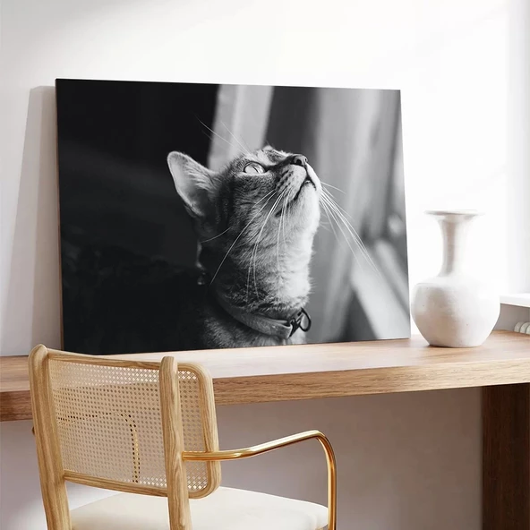 Güneş Altında Kedi Kanvas Tablo - Resim 3