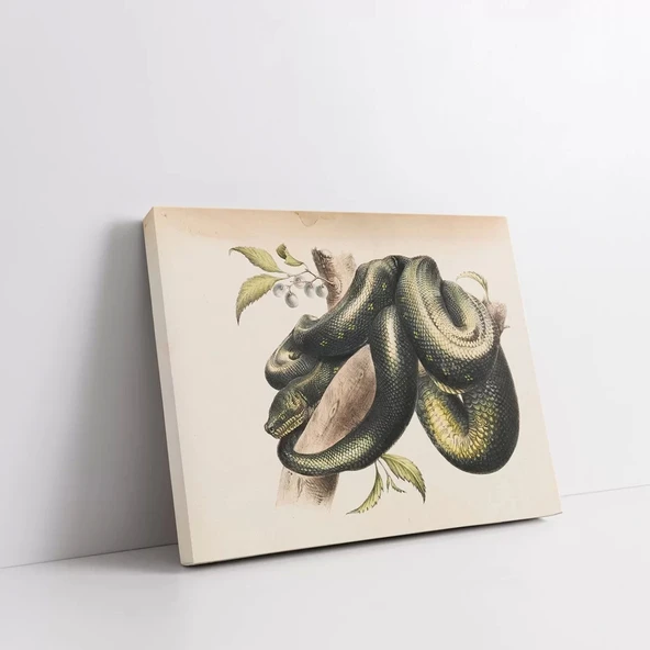 Doğanın Halkaları Kanvas Tablo - Resim 2