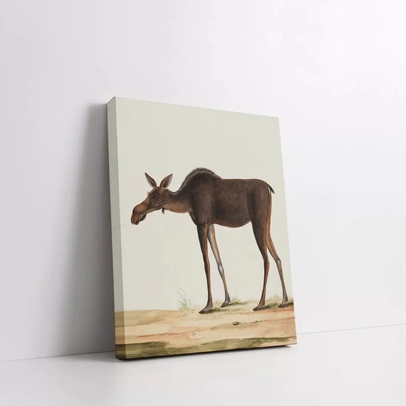 Kanada Geyiği Kanvas Tablo - Resim 2