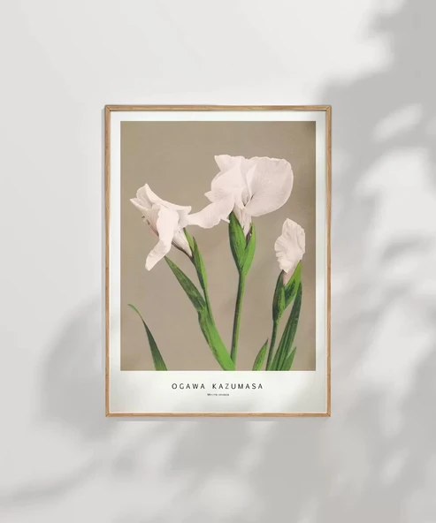Çerçevesiz Poster Ogawa Kazumasa Beyaz Süsen - Resim 7
