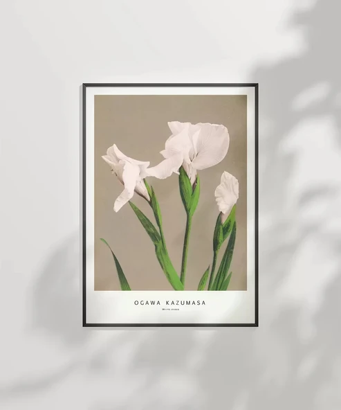 Çerçevesiz Poster Ogawa Kazumasa Beyaz Süsen - Resim 2