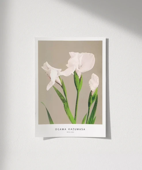 Çerçevesiz Poster Ogawa Kazumasa Beyaz Süsen ürün görseli