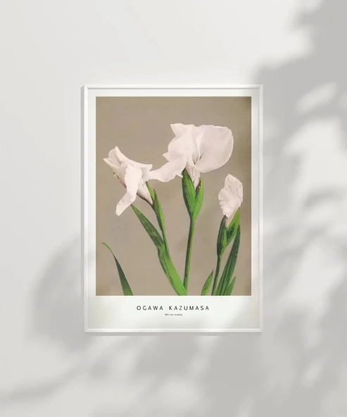 Çerçevesiz Poster Ogawa Kazumasa Beyaz Süsen - Resim 6