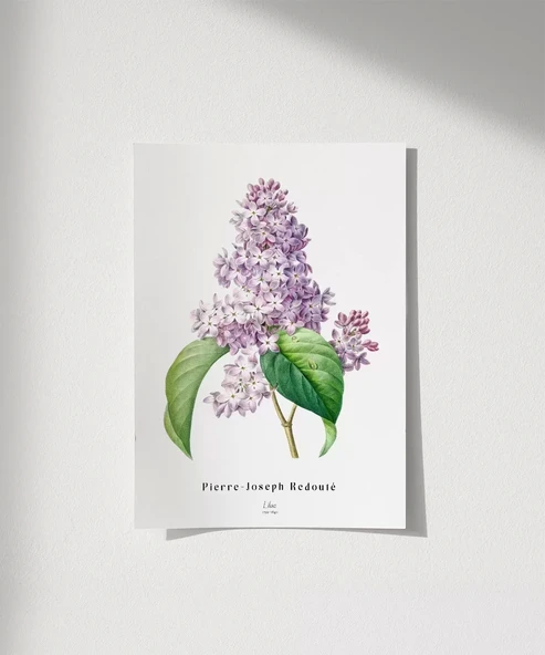 Çerçevesiz Poster Pierre Joseph Redoure Lilac ürün görseli
