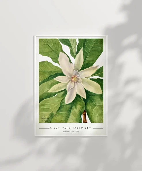 Çerçevesiz Poster Mary Vaux Walcott Umbrella Tree - Resim 2