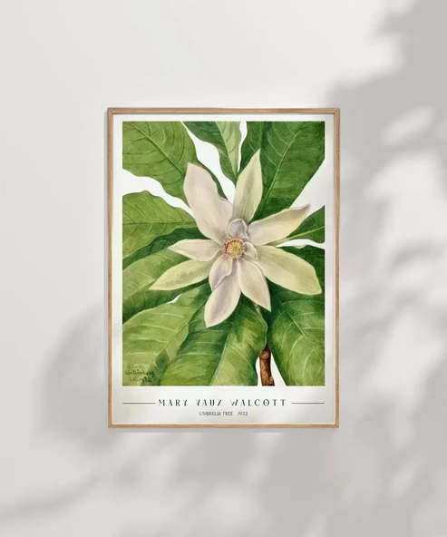 Çerçevesiz Poster Mary Vaux Walcott Umbrella Tree - Resim 6