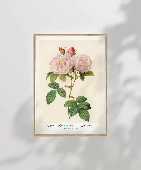 Çerçevesiz Poster Rosa Damascane Italica - Resim 7