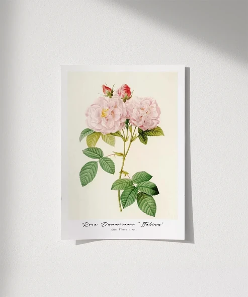 Çerçevesiz Poster Rosa Damascane Italica ürün görseli