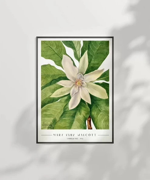 Çerçevesiz Poster Mary Vaux Walcott Umbrella Tree - Resim 5