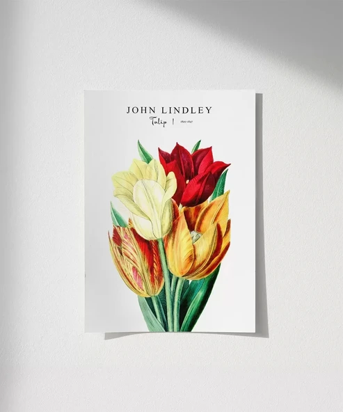 Çerçevesiz Poster John Lindley Lale ürün görseli