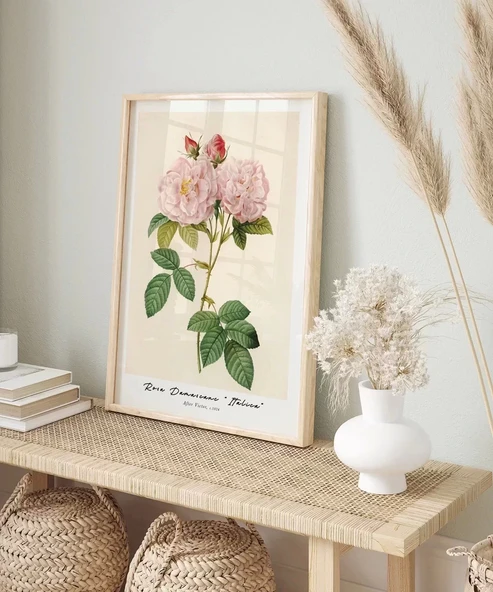 Çerçevesiz Poster Rosa Damascane Italica - Resim 3