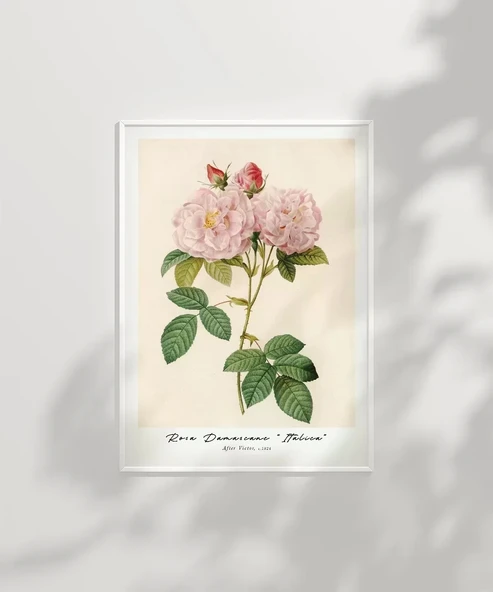 Çerçevesiz Poster Rosa Damascane Italica - Resim 6