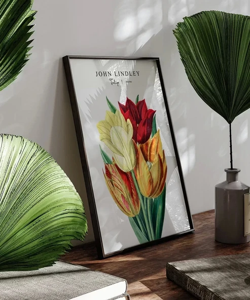 Çerçevesiz Poster John Lindley Lale - Resim 4