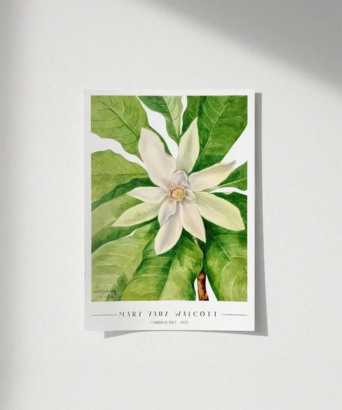 Çerçevesiz Poster Mary Vaux Walcott Umbrella Tree - Resim 7