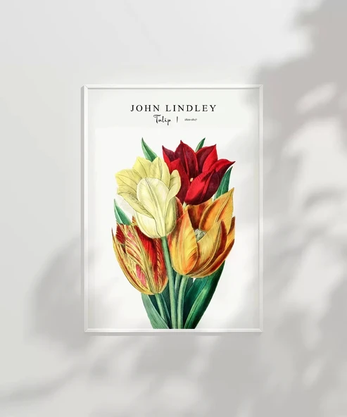 Çerçevesiz Poster John Lindley Lale - Resim 6