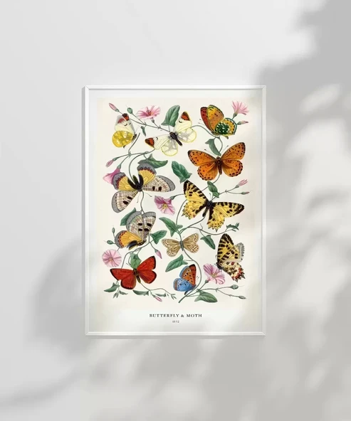 Çerçevesiz Poster Kelebekler ve Güveler - Resim 3