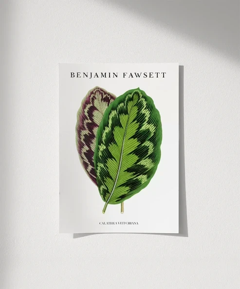 Çerçevesiz Poster Benjamin Fawsett Calathea Veitchiana ürün görseli