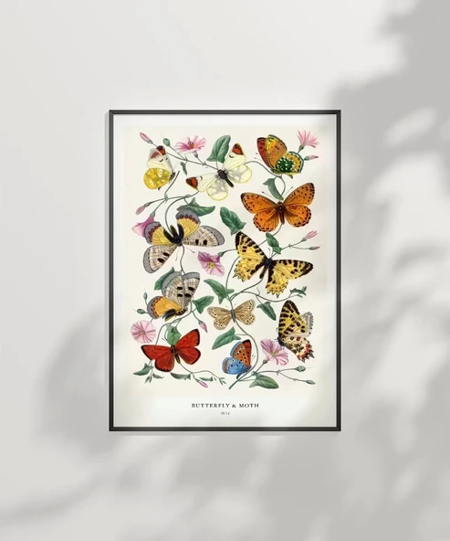 Çerçevesiz Poster Kelebekler ve Güveler - Resim 7