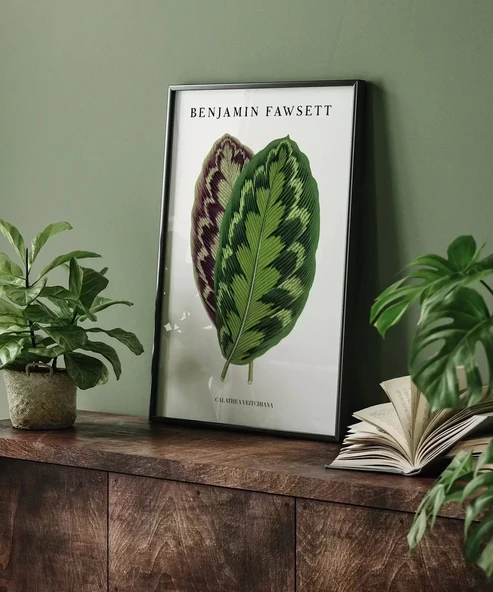 Çerçevesiz Poster Benjamin Fawsett Calathea Veitchiana - Resim 5
