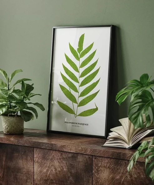 Çerçevesiz Poster Polypodium Inaequale - Resim 6